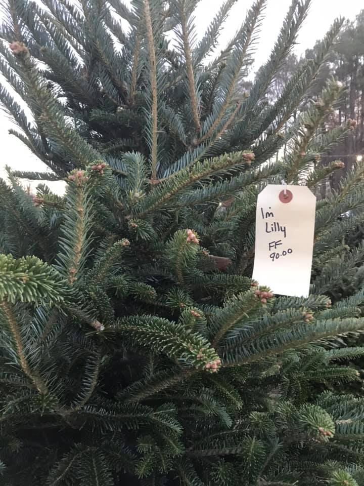 Fresh cut Christmas Tree from the Wilcox farm with a name tag on it.